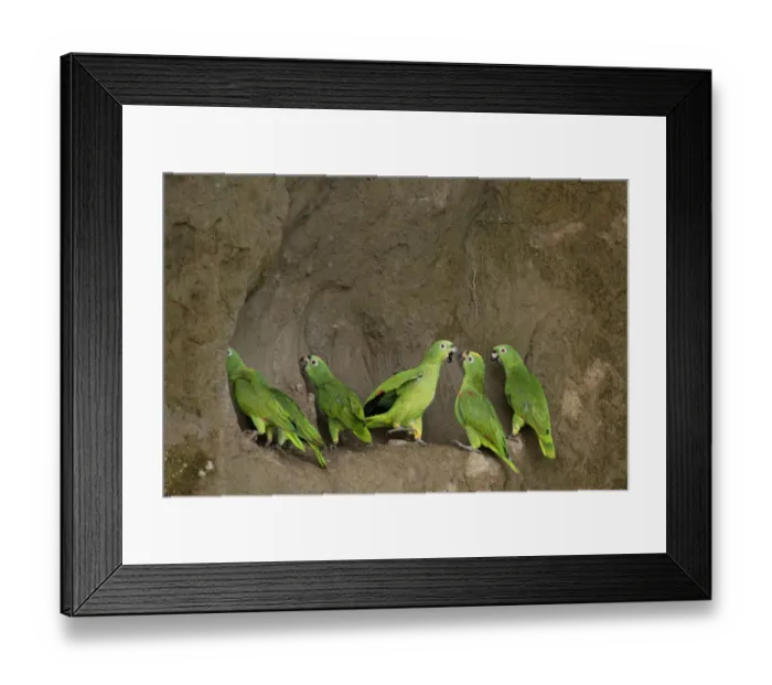 Framed Print : A flock of Mealy Amazon Parrot (Amazona farinosa) eating clay. Yasuni National Park Framed Print : A flock of Mealy Amazon Parrot (Amazona farinosa) eating clay. Yasuni National Park