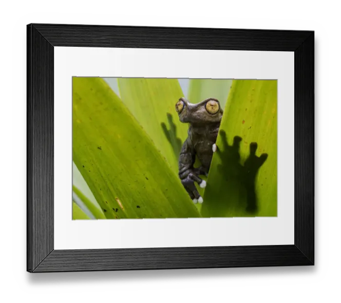 Framed Print : Tapichalaca Torrenteer (Hyloscirtus tapichalaca) on a bromeliad, Tapichalaca Reserve