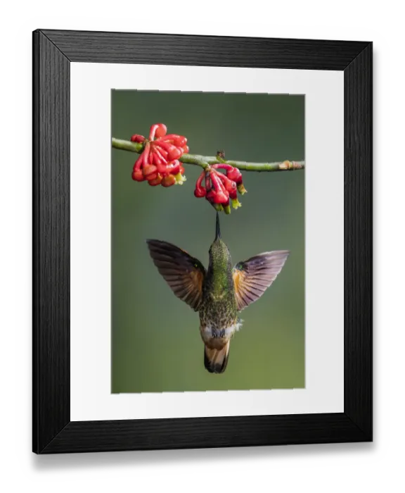 Framed Print : Buff-tailed coronet (Boissonneaua flavescens) drinking nectar from a flower. Mindo