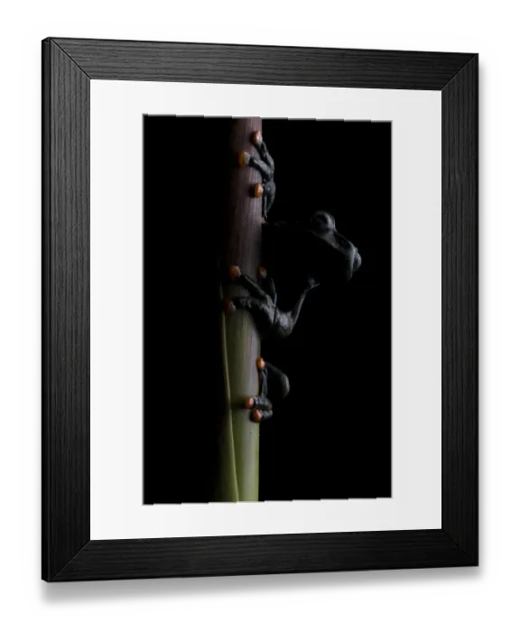 Framed Print : Lindas torrenteer (Hyloscirtus lindae) Papallacta, Napo, Ecuador Framed Print : Lindas torrenteer (Hyloscirtus lindae) Papallacta, Napo, Ecuador