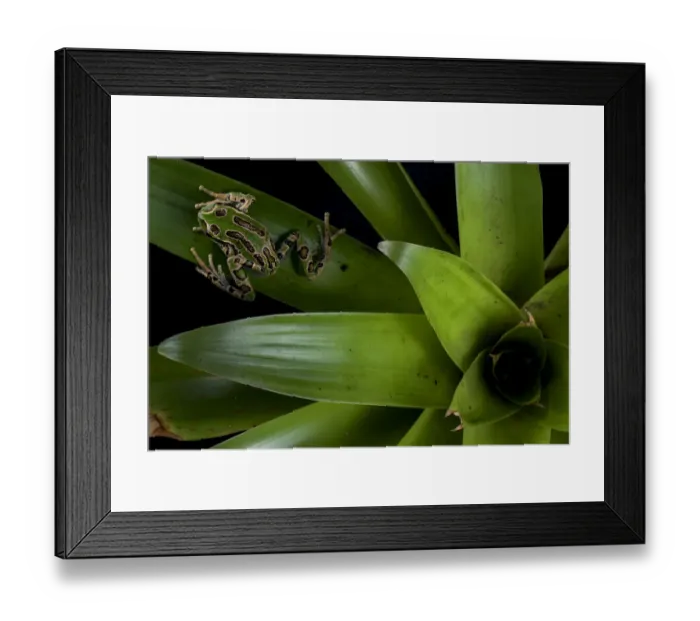 Framed Print : Andean marsupial frog (Gastrotheca riobambae) on bromeliad, Papallacta, Napo, Ecuador Framed Print : Andean marsupial frog (Gastrotheca riobambae) on bromeliad, Papallacta, Napo, Ecuador