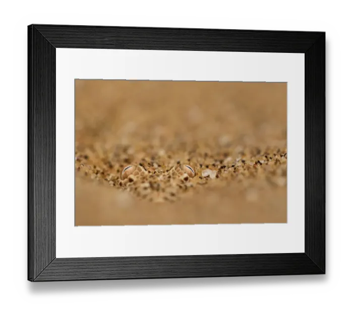 Framed Print : Sidewinding adder (Bitis peringueyi) hidden in the sand. Swakopmund, Namibia Framed Print : Sidewinding adder (Bitis peringueyi) hidden in the sand. Swakopmund, Namibia