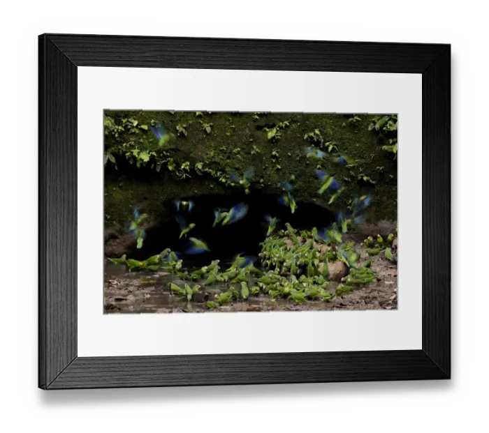 Framed Print : Cobalt-winged parakeets (Brotogeris cyanoptera) eating clay. Yasuni National Park Framed Print : Cobalt-winged parakeets (Brotogeris cyanoptera) eating clay. Yasuni National Park