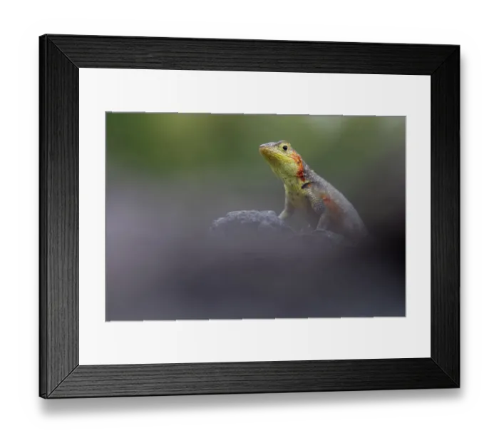 Framed Print : Lava Lizard (Microlophus indefatigabilis) female on a rock. Santa Cruz, Galapagos Islands