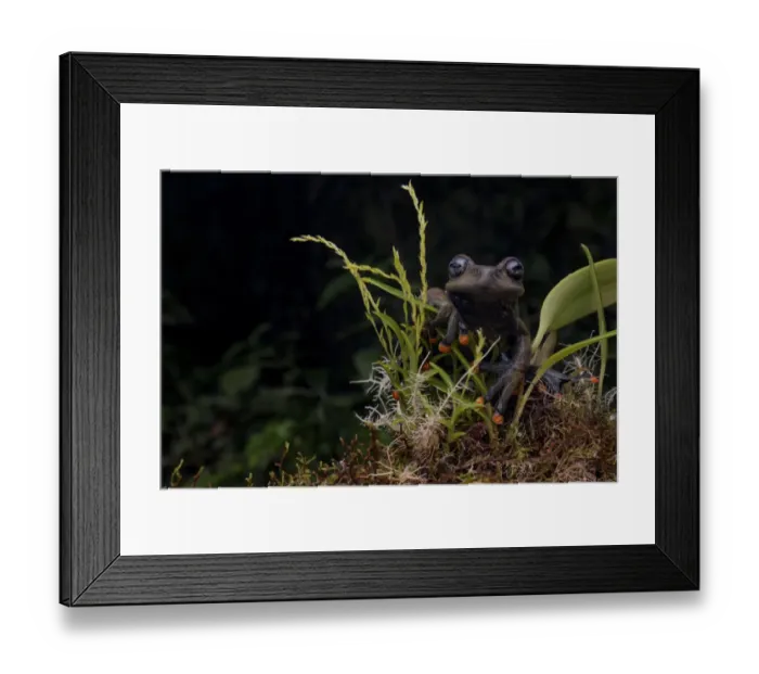 Framed Print : Lindas torrenteer frog (Hyloscirtus lindae) Papallacta, Napo, Ecuador Framed Print : Lindas torrenteer frog (Hyloscirtus lindae) Papallacta, Napo, Ecuador