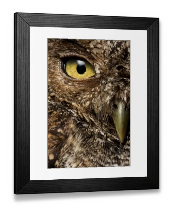 Framed Print : Peruvian screech-owl (Megascops roboratus) half face close up portrait, Macara, Loja, Ecuador Framed Print : Peruvian screech-owl (Megascops roboratus) half face close up portrait, Macara, Loja, Ecuador