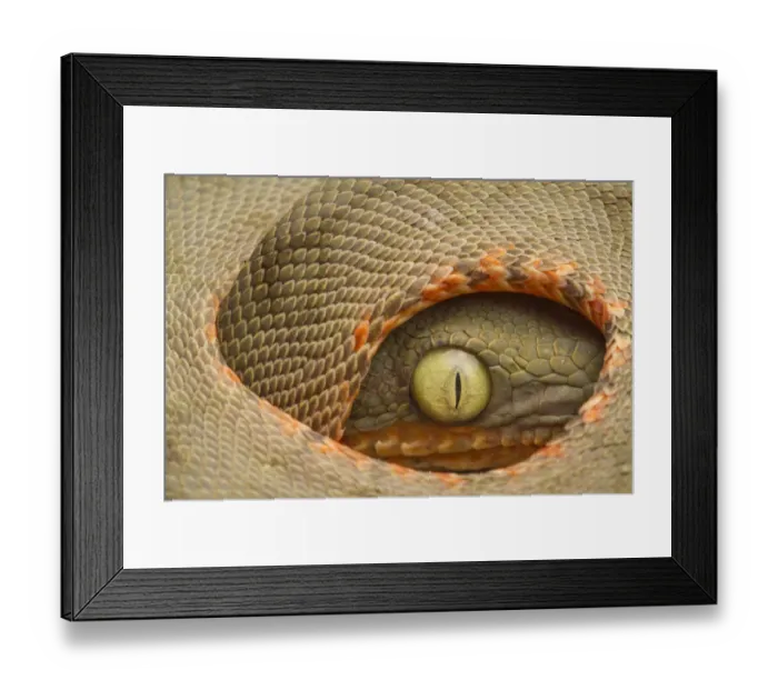 Framed Print : Juvenile of Amazon Tree-Boa (Corallus hortulanus) in defensive position. Yasuni National Park Framed Print : Juvenile of Amazon Tree-Boa (Corallus hortulanus) in defensive position. Yasuni National Park
