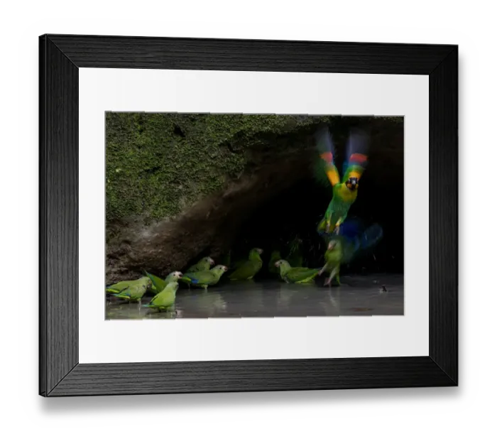 Framed Print : Cobalt-winged parakeets (Brotogeris cyanoptera) and an Orange-cheek parrot (Pionopsitta Framed Print : Cobalt-winged parakeets (Brotogeris cyanoptera) and an Orange-cheek parrot (Pionopsitta