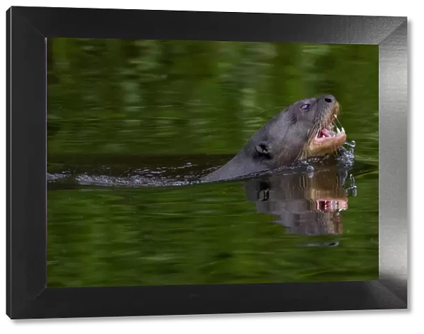 Giant river otter (Pteronura brasiliensis) swimming in an Amazonian lake