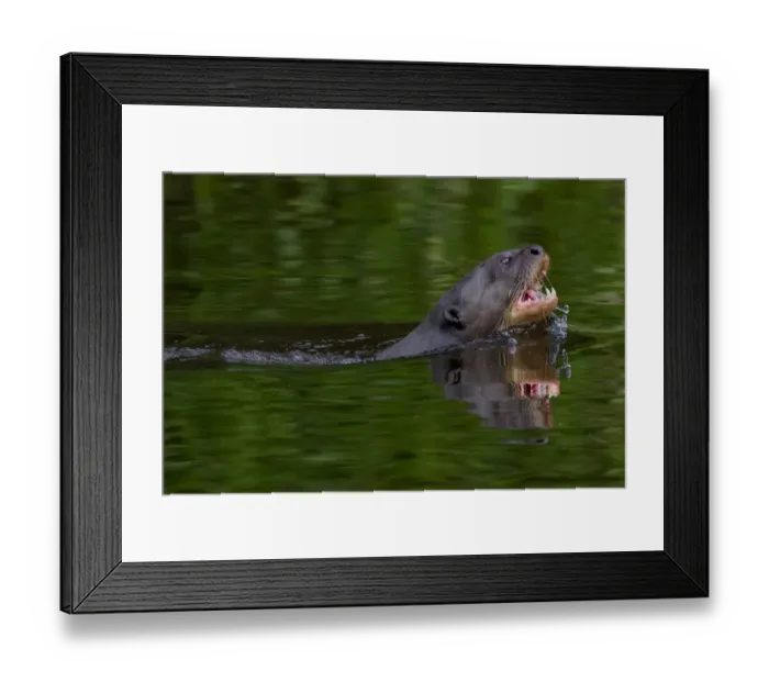 Framed Print : Giant river otter (Pteronura brasiliensis) swimming in an Amazonian lake Framed Print : Giant river otter (Pteronura brasiliensis) swimming in an Amazonian lake