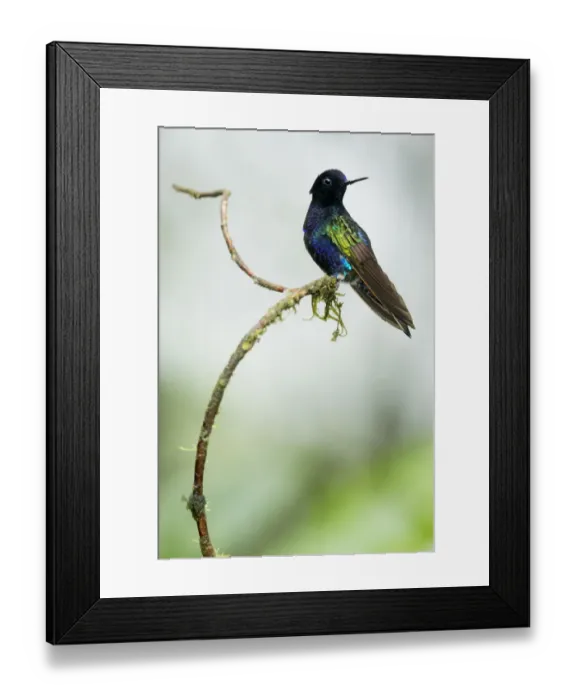 Framed Print : Velvet-purple coronet (Boissonneaua jardini). Mashpi, Pichincha, Ecuador Framed Print : Velvet-purple coronet (Boissonneaua jardini). Mashpi, Pichincha, Ecuador