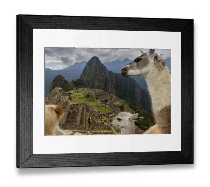 Framed Print : Three Llamas (Lama glama) resting in the Machu Picchu ruins. Urubamba, Peru. August, 2016 Framed Print : Three Llamas (Lama glama) resting in the Machu Picchu ruins. Urubamba, Peru. August, 2016