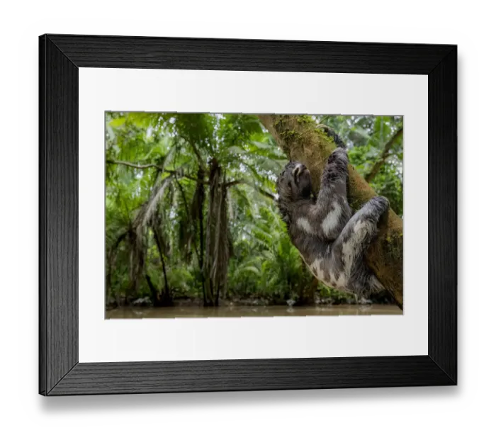 Framed Print : Juvenile of Three-Toed Sloth (Bradypus variegatus) hanging on a tree. Yasuni National Park Framed Print : Juvenile of Three-Toed Sloth (Bradypus variegatus) hanging on a tree. Yasuni National Park