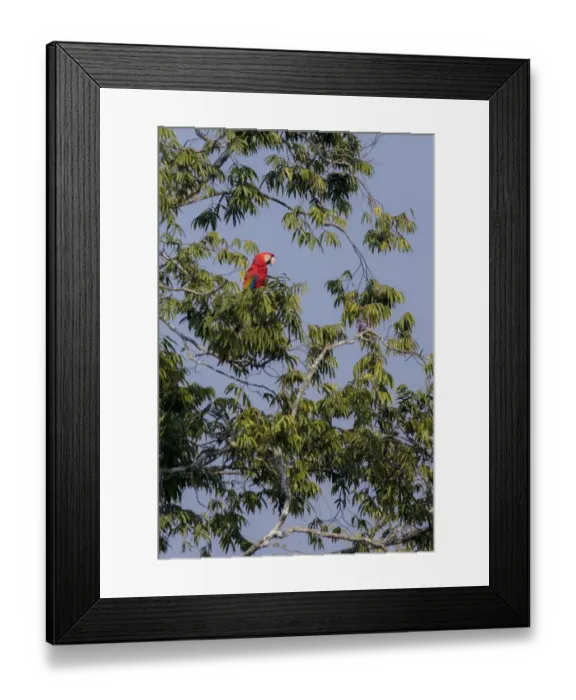 Framed Print : Scarlet macaw (Ara macao) perched on a branch above a claylick. Tambopata National Reserve Framed Print : Scarlet macaw (Ara macao) perched on a branch above a claylick. Tambopata National Reserve