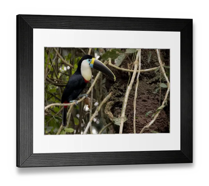 Framed Print : White-throated toucan (Ramphastos tucanus) perched close to a termite nest Framed Print : White-throated toucan (Ramphastos tucanus) perched close to a termite nest