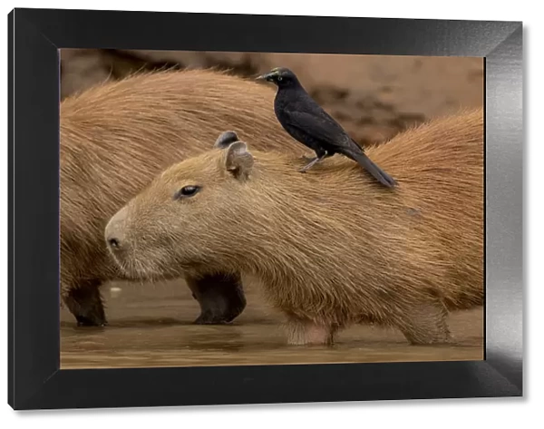 Capybara (Hydrochaeris hydrochaeris) with a Giant Cowbird (Scaphidura oryzivora)