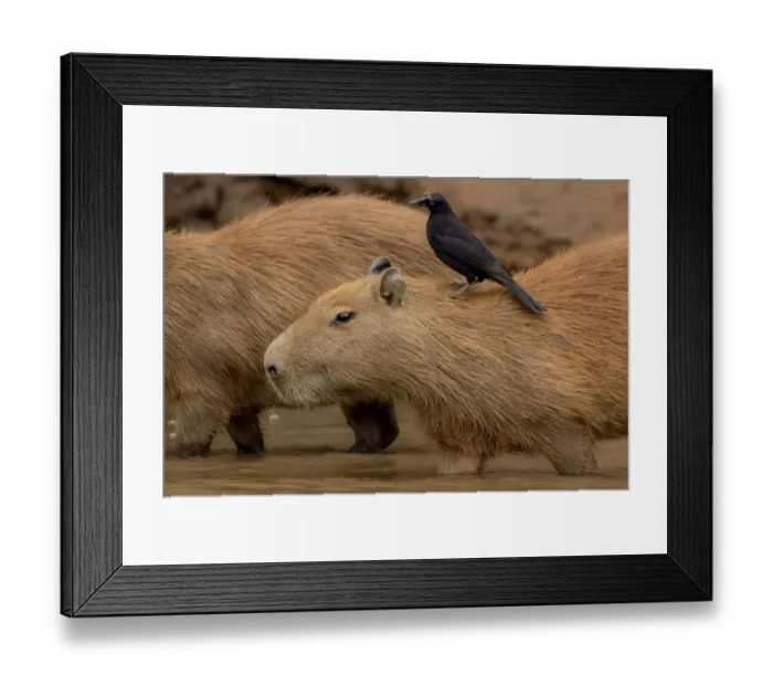 Framed Print : Capybara (Hydrochaeris hydrochaeris) with a Giant Cowbird (Scaphidura oryzivora) Framed Print : Capybara (Hydrochaeris hydrochaeris) with a Giant Cowbird (Scaphidura oryzivora)