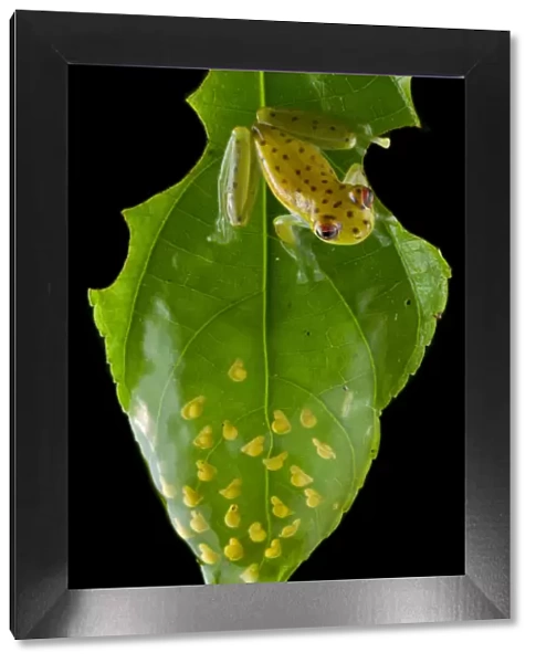 Coastal glassfrog (Cochranella litoralis) on leaf with eggs. San Lorenzo, Esmeraldas, Ecuador