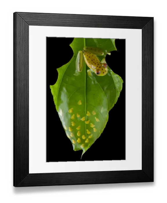 Framed Print : Coastal glassfrog (Cochranella litoralis) on leaf with eggs. San Lorenzo, Esmeraldas, Ecuador Framed Print : Coastal glassfrog (Cochranella litoralis) on leaf with eggs. San Lorenzo, Esmeraldas, Ecuador