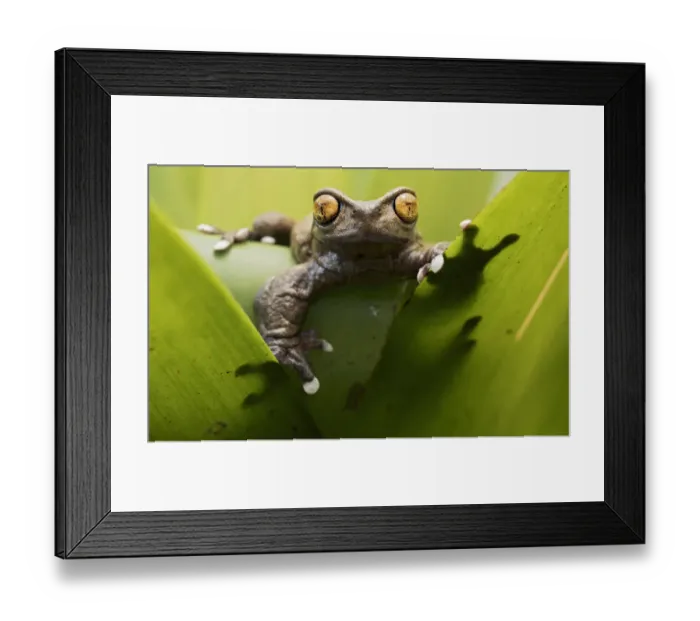 Framed Print : Tapichalaca torrenteer frog(Hyloscirtus tapichalaca) male on a bromeliad, Tapichalaca Reserve Framed Print : Tapichalaca torrenteer frog(Hyloscirtus tapichalaca) male on a bromeliad, Tapichalaca Reserve