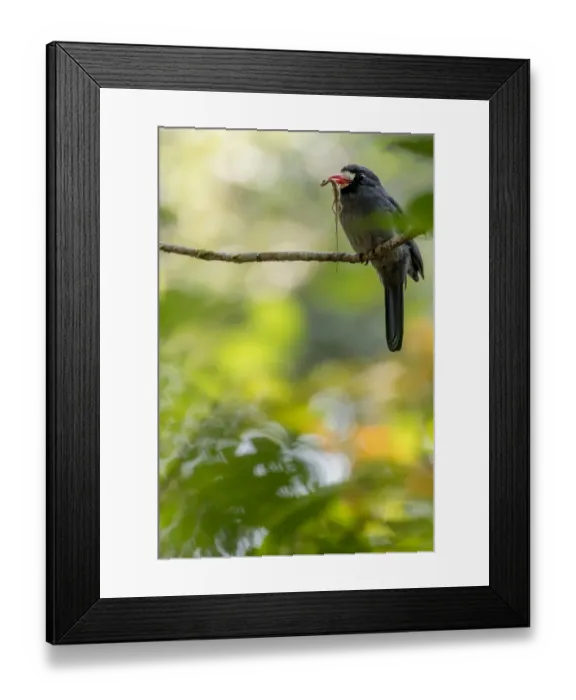 Framed Print : White-fronted nunbird (Monasa morphoeus) perched with lizard prey, Tambopata National Reserve Framed Print : White-fronted nunbird (Monasa morphoeus) perched with lizard prey, Tambopata National Reserve