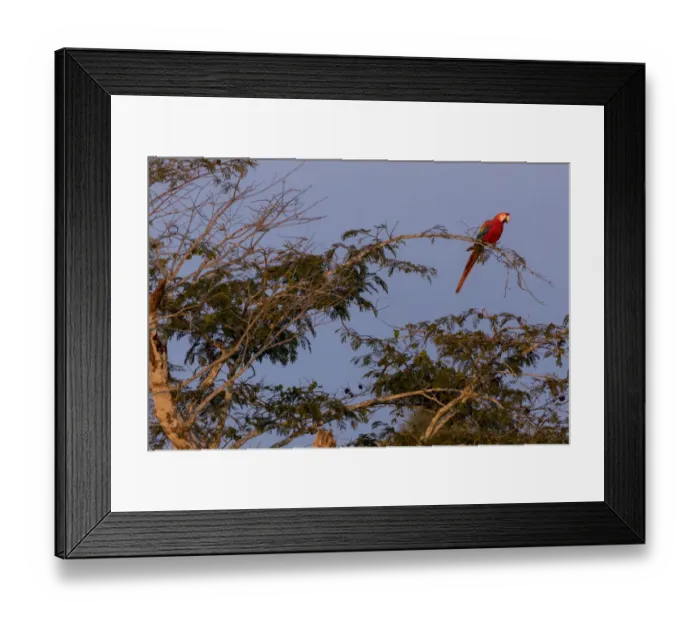 Framed Print : Scarlet Macaw (Ara macao) perched on a branch at sunset. Tambopata National Reserve Framed Print : Scarlet Macaw (Ara macao) perched on a branch at sunset. Tambopata National Reserve