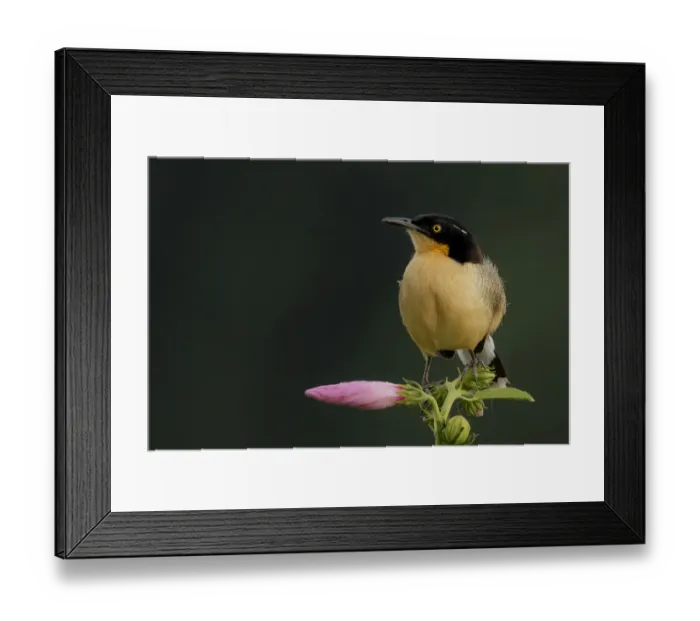 Framed Print : Black-capped donacobius (Donacobius atricapillus) perched on a flower, Tambopata Reserve Framed Print : Black-capped donacobius (Donacobius atricapillus) perched on a flower, Tambopata Reserve