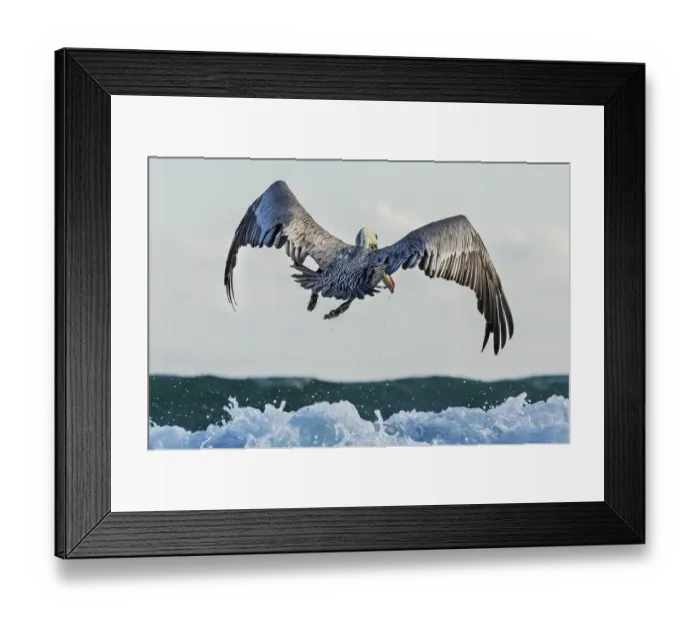 Framed Print : Brown Pelican (Pelecanus occidentalis) flying above the waves. Isabela Island, Galapagos Islands