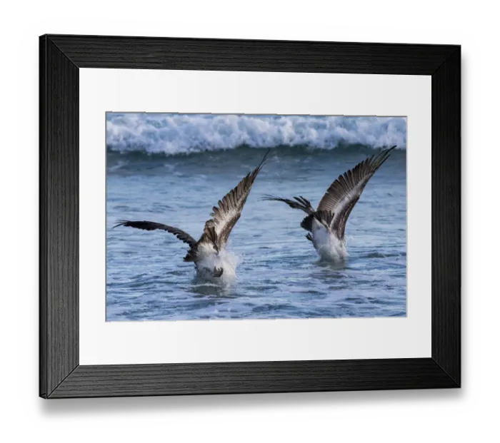Framed Print : Two Brown Pelicans (Pelecanus occidentalis) diving for food. Isabela Island, Galapagos Islands Framed Print : Two Brown Pelicans (Pelecanus occidentalis) diving for food. Isabela Island, Galapagos Islands