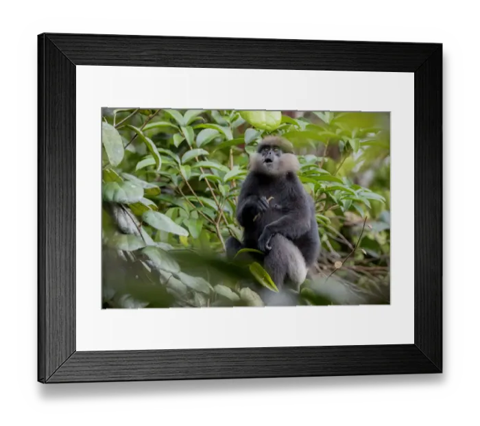 Framed Print : Purple-faced langur (Trachypithecus vetulus) holding stick and looking up, Sinharaja Framed Print : Purple-faced langur (Trachypithecus vetulus) holding stick and looking up, Sinharaja