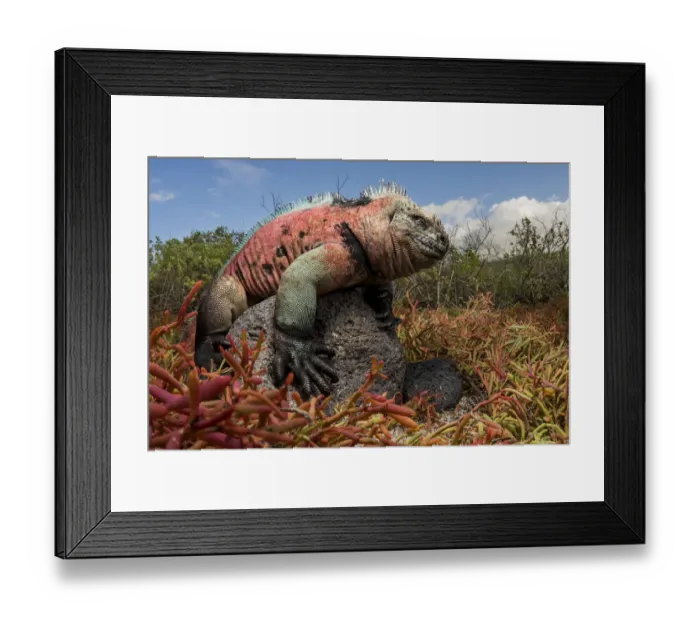 Framed Print : Marine Iguana (Amblyrhynchus cristatus) perched on a rock. Floreana Island, Galapagos Islands Framed Print : Marine Iguana (Amblyrhynchus cristatus) perched on a rock. Floreana Island, Galapagos Islands