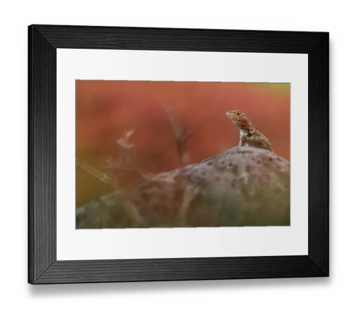 Framed Print : Lava Lizard (Microlophus grayi) female perched on a rock. Floreana Island, Galapagos Islands Framed Print : Lava Lizard (Microlophus grayi) female perched on a rock. Floreana Island, Galapagos Islands