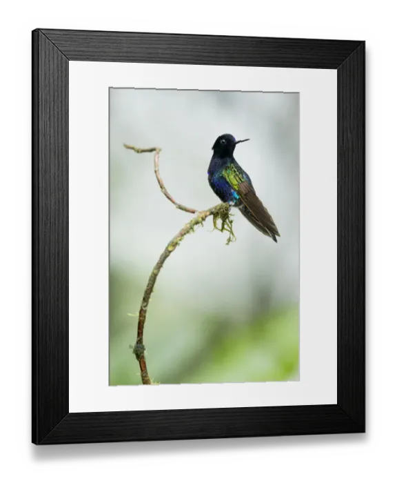 Framed Print : Velvet-purple coronet (Boissonneaua jardini) perched on twig, Mashpi, Pichincha, Ecuador Framed Print : Velvet-purple coronet (Boissonneaua jardini) perched on twig, Mashpi, Pichincha, Ecuador