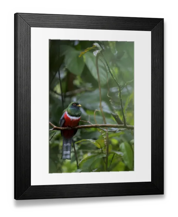 Framed Print : Male Collared trogon (Trogon collaris) perched on twig, Sumaco National Park, Napo Framed Print : Male Collared trogon (Trogon collaris) perched on twig, Sumaco National Park, Napo
