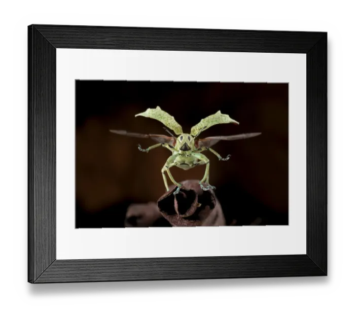 Framed Print : Broad-nosed weevil (Compsus sp. ) about to take off with wing elytra raised and wings extended