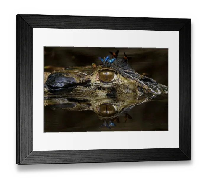 Framed Print : Black caiman (Melanosuchus niger) at water surface with horse flies on its head Framed Print : Black caiman (Melanosuchus niger) at water surface with horse flies on its head