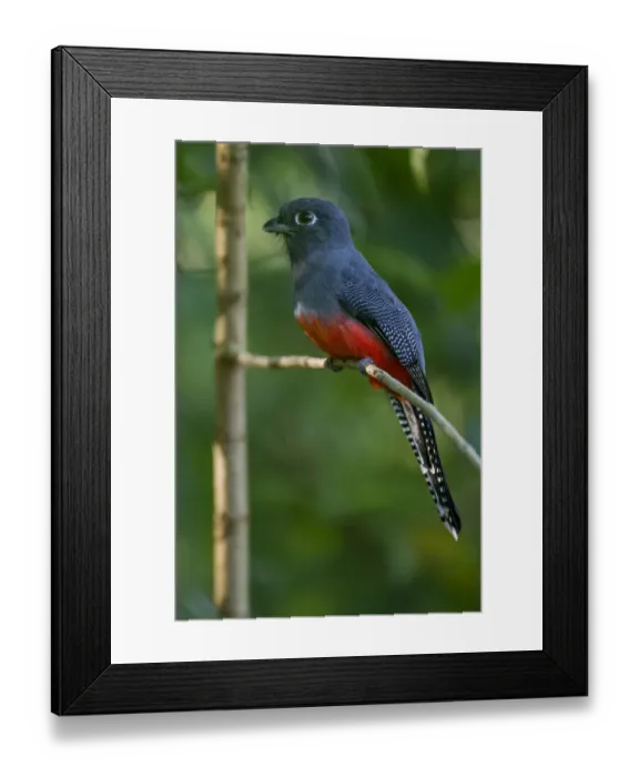 Framed Print : Female Blue-crowned trogon (Trogon curucui) perched on twig, Tambopata, Madre de Dios Framed Print : Female Blue-crowned trogon (Trogon curucui) perched on twig, Tambopata, Madre de Dios