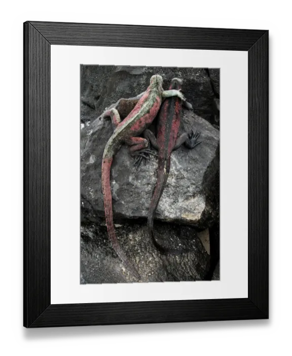 Framed Print : Two Galapagos marine iguanas (Amblyrhynchus cristatus) on rock, Espanola Island, Galapagos Framed Print : Two Galapagos marine iguanas (Amblyrhynchus cristatus) on rock, Espanola Island, Galapagos