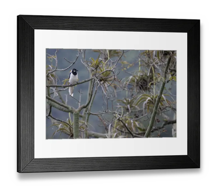 Framed Print : White-tailed jay (Cyanocorax mystacalis) perched on branch, Macara, Loja, Ecuador Framed Print : White-tailed jay (Cyanocorax mystacalis) perched on branch, Macara, Loja, Ecuador
