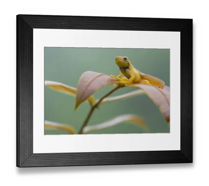 Framed Print : Mashpi torrenteer (Hyloscirtus mashpi) metamorph part way through metamorphosis Framed Print : Mashpi torrenteer (Hyloscirtus mashpi) metamorph part way through metamorphosis