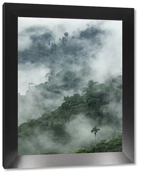 Low clouds over trees in cloud forest landscape, Pinas, El Oro, Ecuador, March 2015