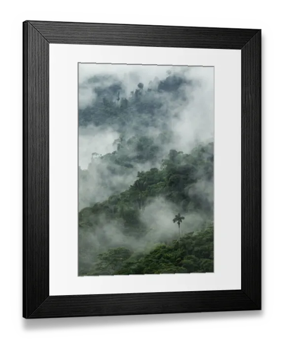 Framed Print : Low clouds over trees in cloud forest landscape, Pinas, El Oro, Ecuador, March 2015 Framed Print : Low clouds over trees in cloud forest landscape, Pinas, El Oro, Ecuador, March 2015