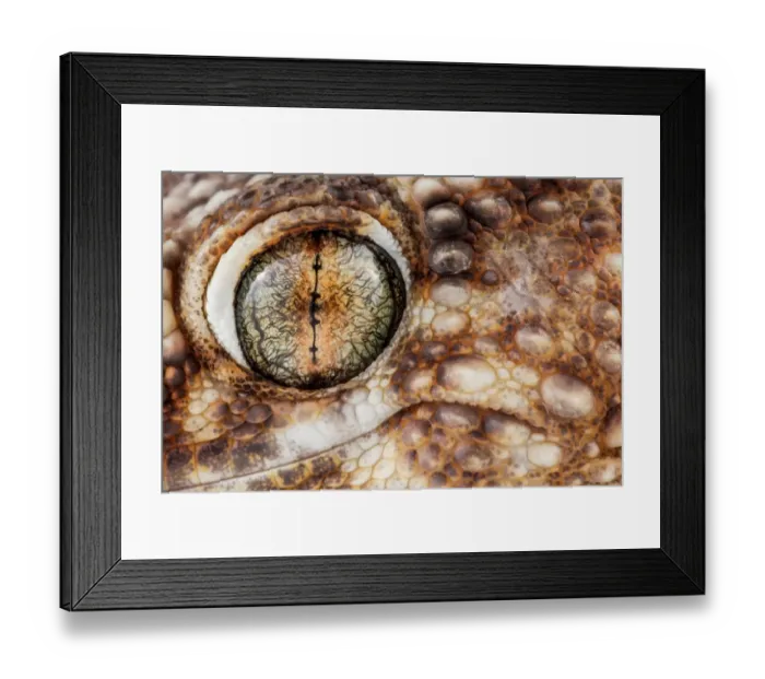 Framed Print : Namib sand gecko (Pachydactylus rangei) close-up of eye, Swakopmund, Erongo, Namibia Framed Print : Namib sand gecko (Pachydactylus rangei) close-up of eye, Swakopmund, Erongo, Namibia