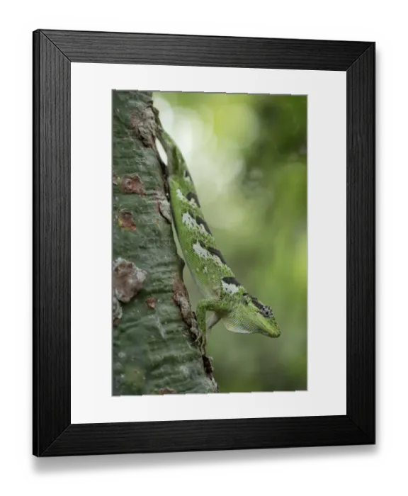 Framed Print : Werners / Tumbesian bush anole (Polychrus femoralis) on plant, Macara, Loja, Ecuador Framed Print : Werners / Tumbesian bush anole (Polychrus femoralis) on plant, Macara, Loja, Ecuador