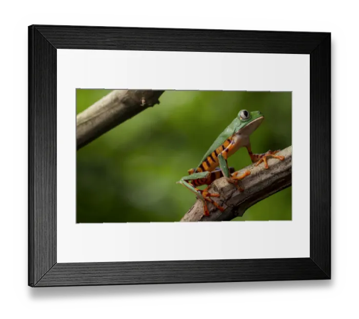 Framed Print : Tiger leg monkey frog / Tiger striped monkey frog (Phyllomedusa tomopterna) portrait Framed Print : Tiger leg monkey frog / Tiger striped monkey frog (Phyllomedusa tomopterna) portrait