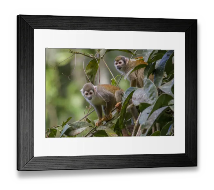 Framed Print : Two Common squirrel monkeys (Saimiri sciureus) amongst vegetation, Yasuni National Park Framed Print : Two Common squirrel monkeys (Saimiri sciureus) amongst vegetation, Yasuni National Park