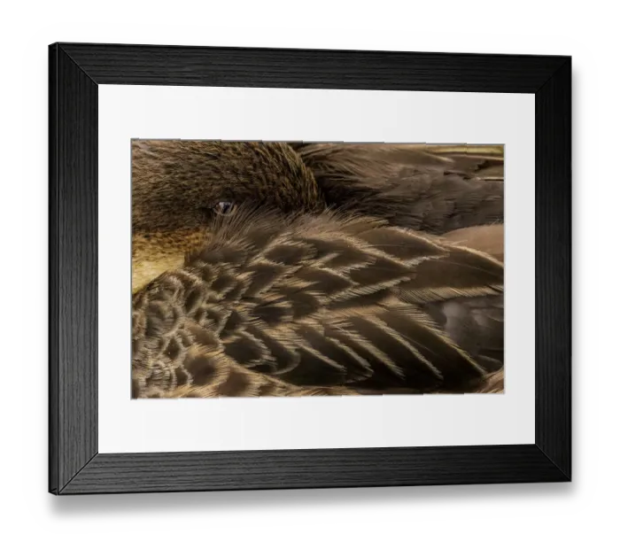 Framed Print : White-cheeked pintail (Anas bahamensis galapagensis) resting, Santa Cruz Island Framed Print : White-cheeked pintail (Anas bahamensis galapagensis) resting, Santa Cruz Island