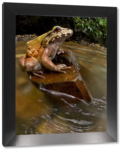 Coastal Ecuador smoky jungle frog  /  Choco jungle-frog (Leptodactylus peritoaktites)