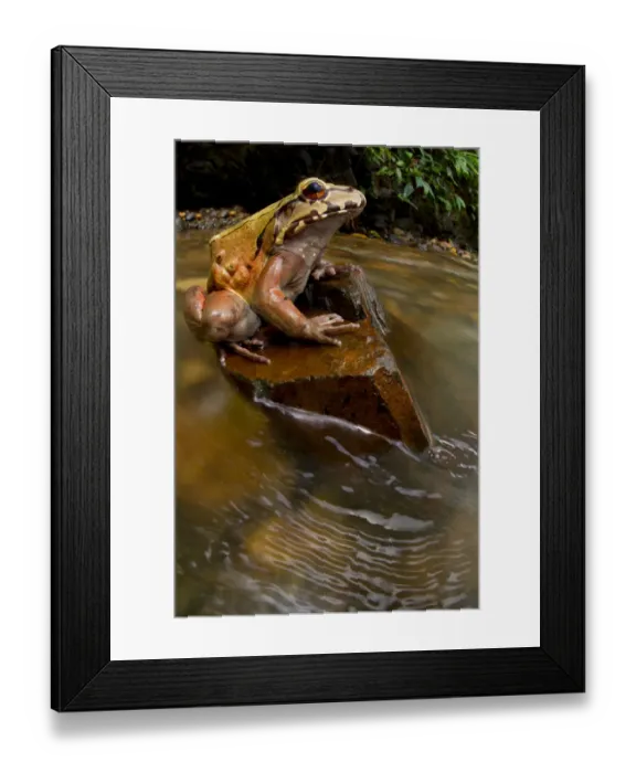 Framed Print : Coastal Ecuador smoky jungle frog / Choco jungle-frog (Leptodactylus peritoaktites) Framed Print : Coastal Ecuador smoky jungle frog / Choco jungle-frog (Leptodactylus peritoaktites)