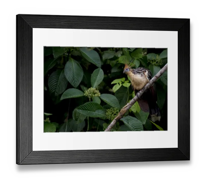 Framed Print : Hoatzin (Opisthocomus hoazin) perched on branch, Yasuni National Park, Orellana, Ecuador Framed Print : Hoatzin (Opisthocomus hoazin) perched on branch, Yasuni National Park, Orellana, Ecuador